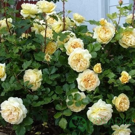 картинка Роза кустовая Нельсон Монфор С2 