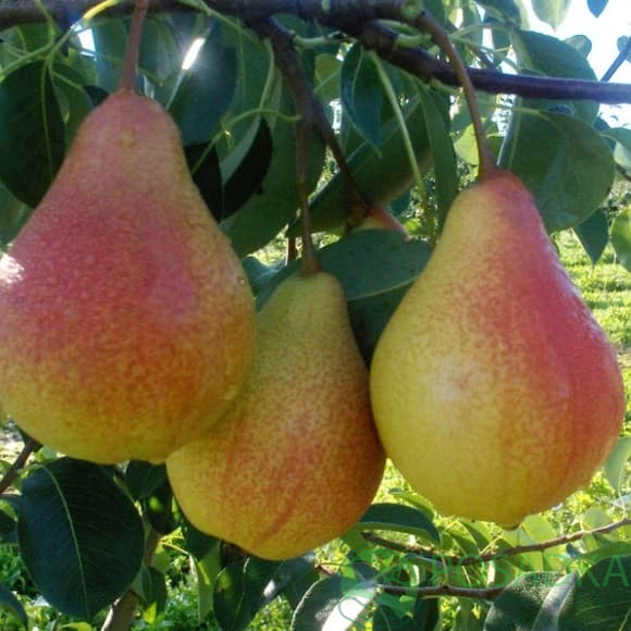 картинка Груша Гортензия 