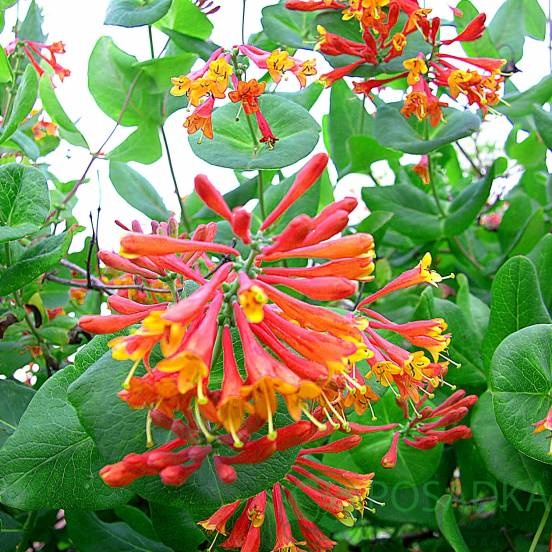 картинка Жимолость Брауна 'Dropmore Scarlet' 