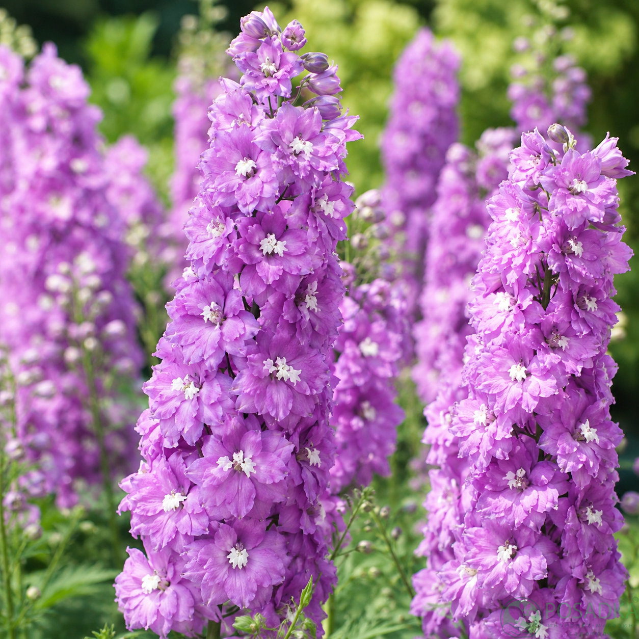 картинка Дельфиниум Lavender with White Bee 