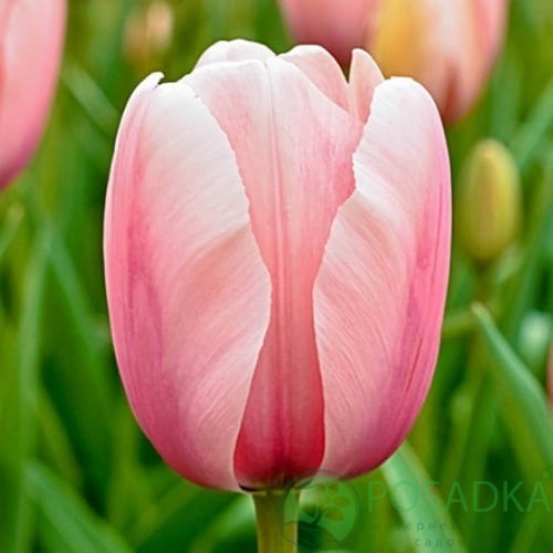 картинка Тюльпан Salmon Impression  картинка Тюльпан Salmon Impression