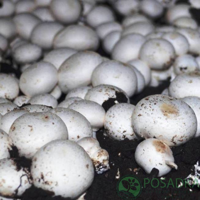 картинка Грибной блок Шампиньон двуспоровый Sylvan 130, 15 кг 