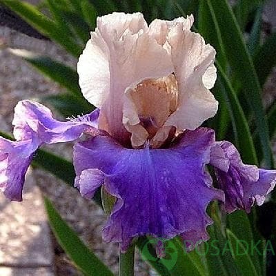 картинка Ирис germanica Poem of Extazy 