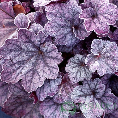 картинка Гейхера Шугар Плам (Sugar Plum) 