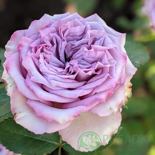 картинка Роза чайно-гибридная Дольчетто 