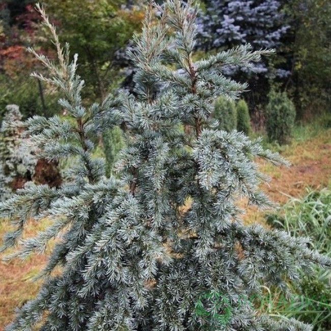 картинка Тсуга западная Glauca 