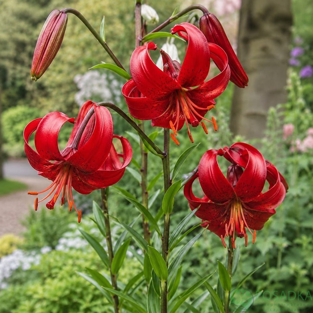 картинка Лилия Red Velvet 