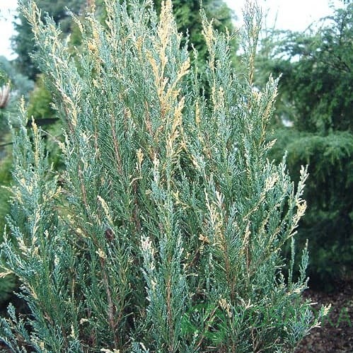 картинка Можжевельник скальный Сильвер Стар 