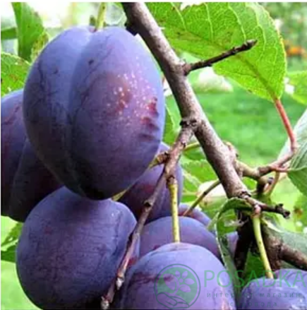 картинка Слива Гильберт 