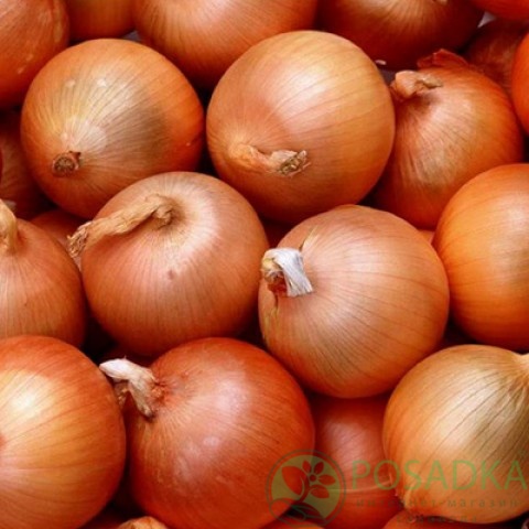 картинка Семена Лук Халцедон, 2гр, SeedEra 