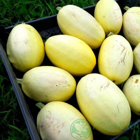 картинка Семена кабачок Спагетти Равиоло 2 г, SeedEra 