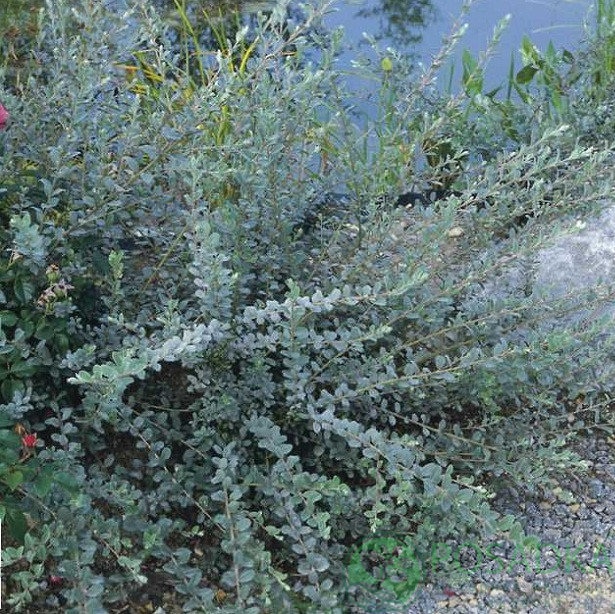 картинка Верба ползучая Nitida 