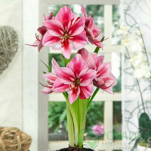 картинка Амариллис Gervase  картинка Амариллис Gervase