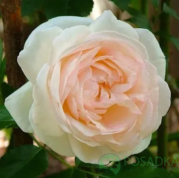 картинка Роза плетистая Пале Рояль С2 