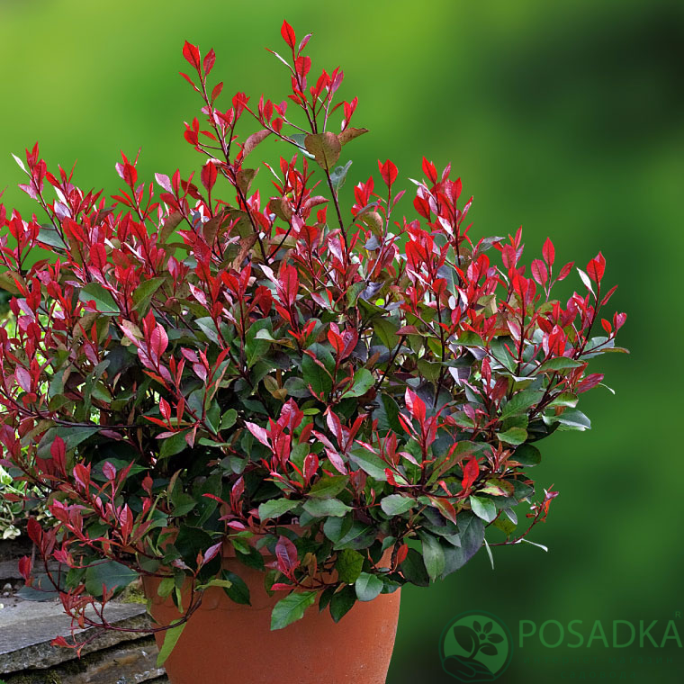 картинка Фотиния Фразера Robusta Compacta 3л 