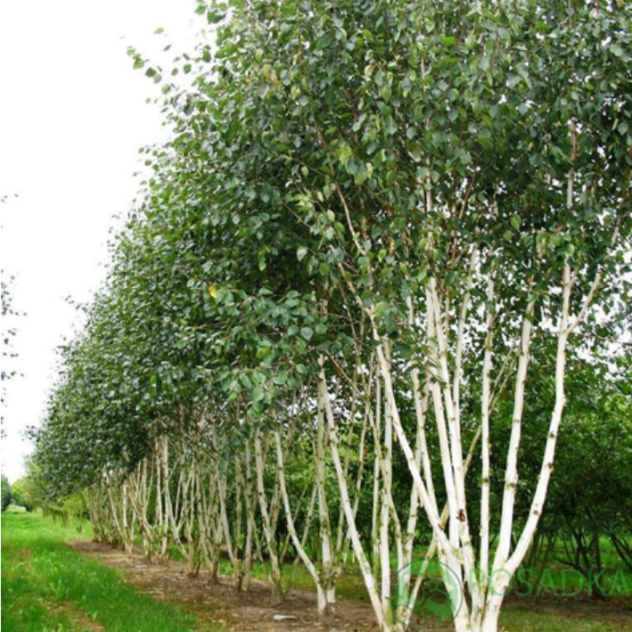 картинка Береза полезная Жакмана / Betula utilis Jacquemontii Mst 