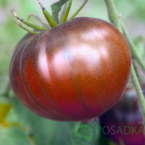 картинка Семена Томат Мулатка 0.1гр, SeedEra 