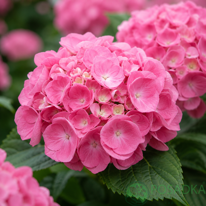 картинка Гортензия крупнолистная Pretty Pink (Претти Пинк) 