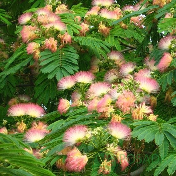 картинка Альбиция (Ленкоранская акация) 