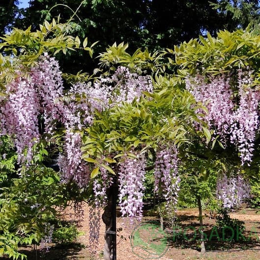 картинка Глициния китайская Аметист (Amethyst)  картинка Глициния китайская Аметист (Amethyst)