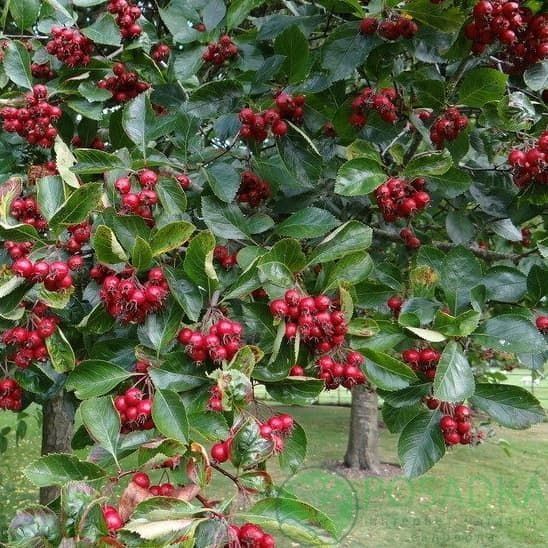 картинка Боярышник сливолистный (Crataegus persimilis) 