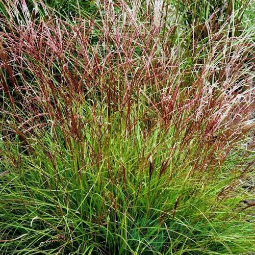 картинка Мискантус Cute One (Кут Ван) 