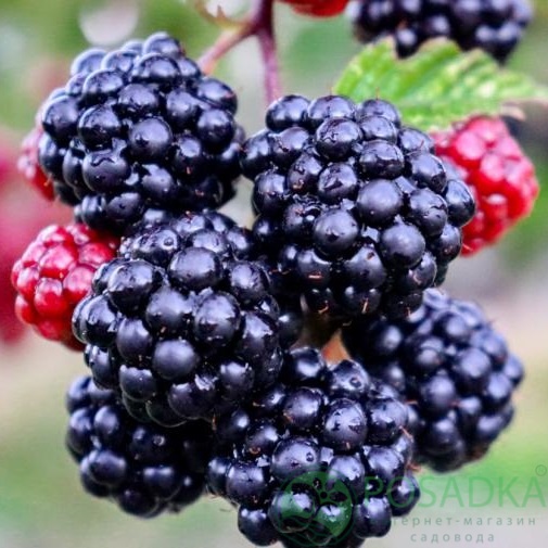 картинка Ежевика Дойл 