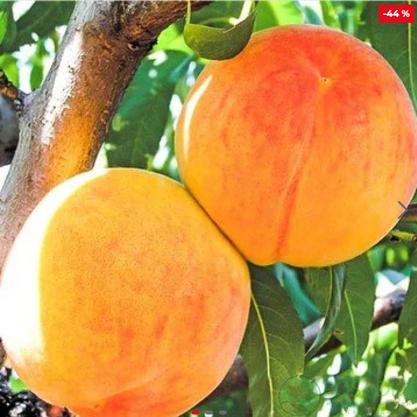 картинка Персик Биг Хани 