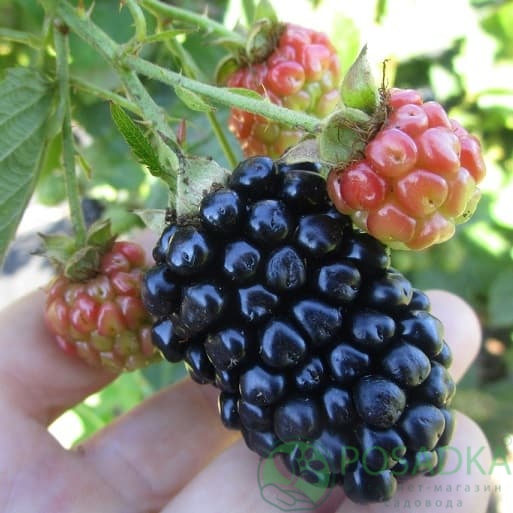 картинка Ежевика Киова 