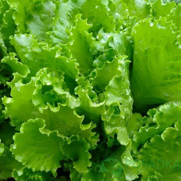 картинка Семена салат Снежинка (листовой), 1 гр, SeedEra 