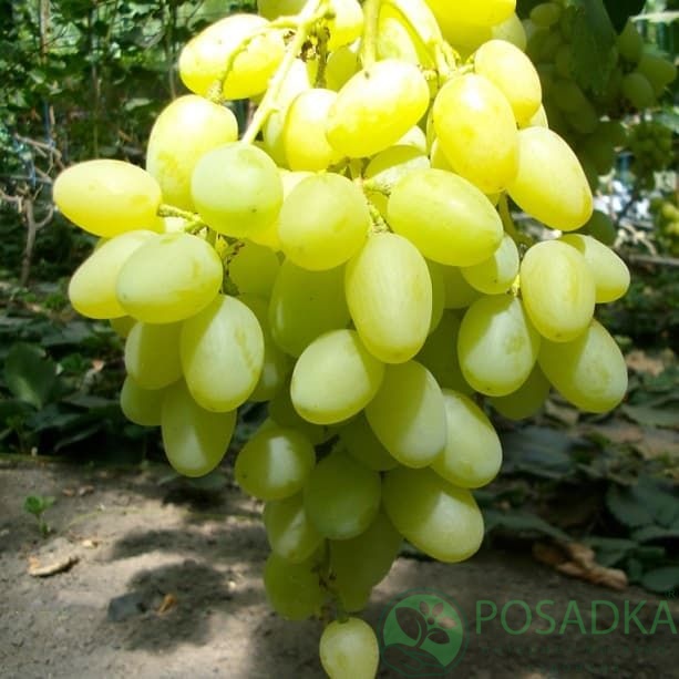 картинка Виноград Ландыш 