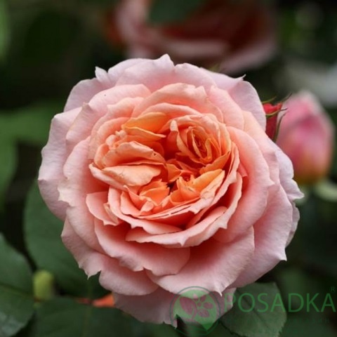 картинка Роза кустовая Френсис Блэйз 