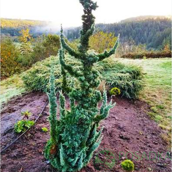 картинка Кипарисовик Лавсона Wissel's Saguaro 