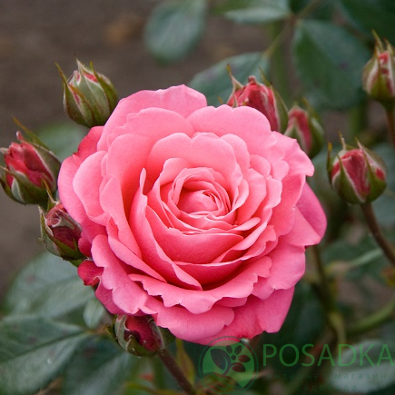 картинка Роза флорибунда Белла роза 