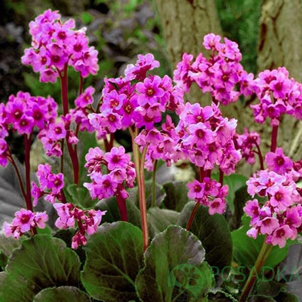 картинка Бадан сердцелистный (бергения) Rotblum 