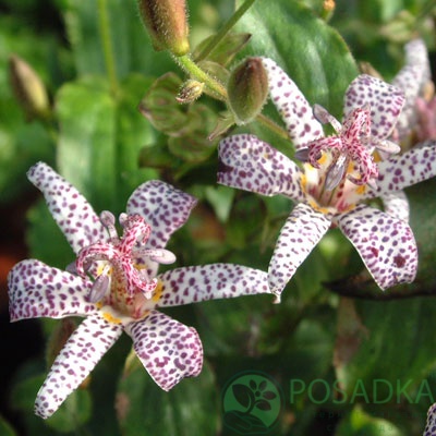 картинка Трициртис Formosana картинка Трициртис Formosana