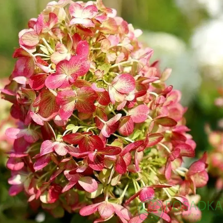 картинка Гортензия метельчатая Graffiti 