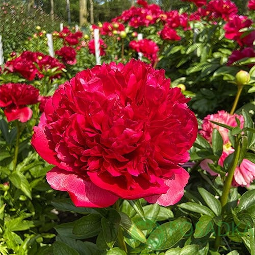 картинка Пион Command Performance 