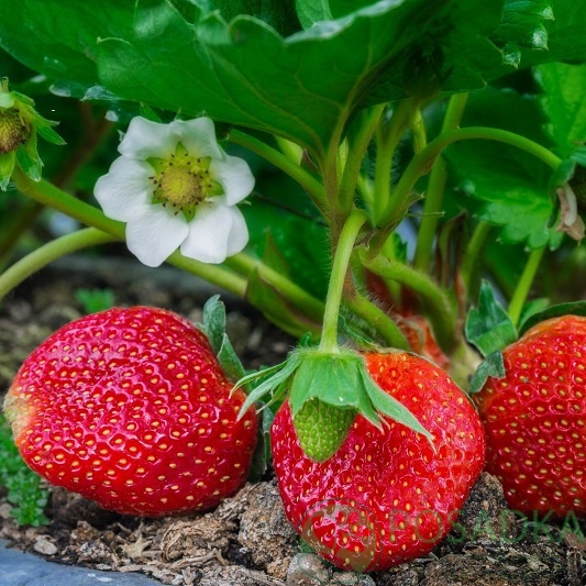 картинка Клубника Луиза 