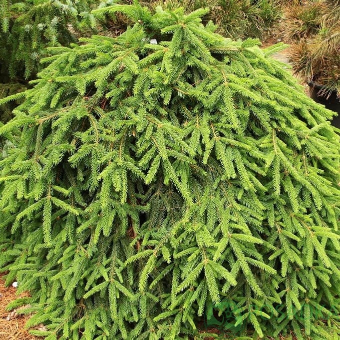 картинка Ель обыкновенная Форманек 