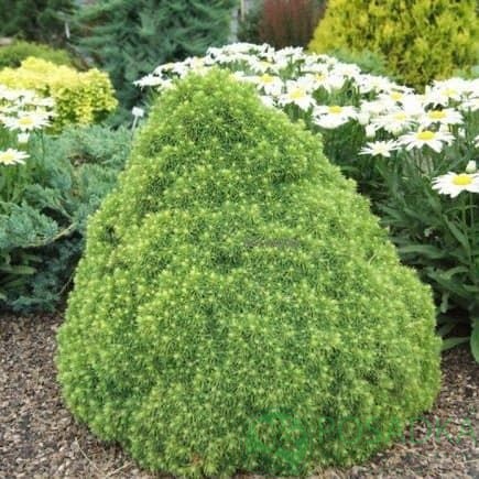 картинка Ель сизая Aльберта Глоб 3л 