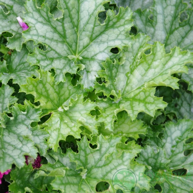 картинка Гейхера lime swizzle 