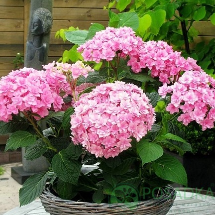 картинка Гортензия крупнолистная Perfection 
