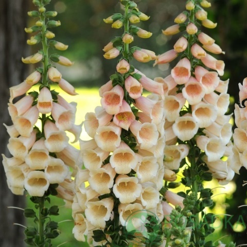 картинка Наперстянка Бежевая Априкот многолетняя семена (0.1гр) 