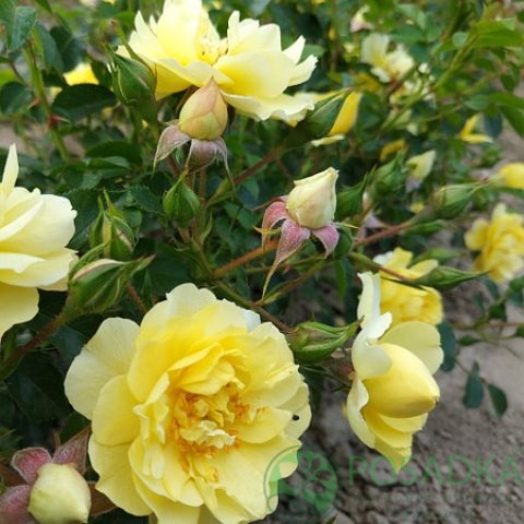 картинка Роза почвопокровная Зоненширм 