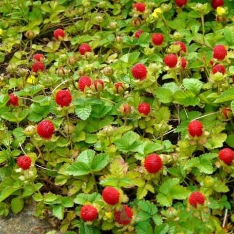 картинка Клубника Дюшенея 