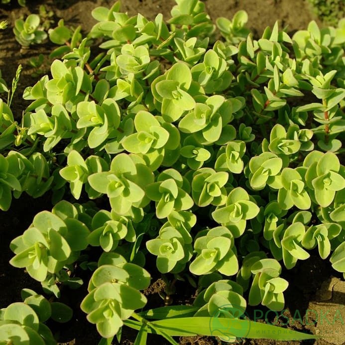 картинка Очиток Эверса, sedum ewersii 