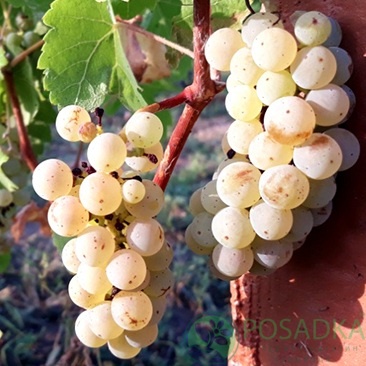 картинка Виноград Йоханиттер (винный) 