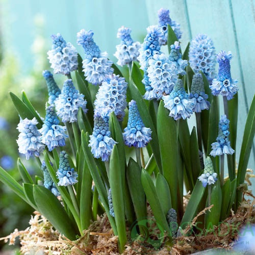 картинка Мускари Azureum 