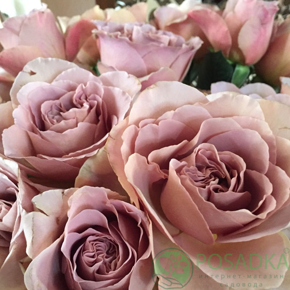 картинка Роза чайно-гибридная Кафе Латте С2 